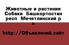 Животные и растения Собаки. Башкортостан респ.,Мечетлинский р-н